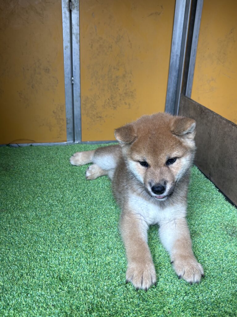 子犬 雄　　標 準タイプ